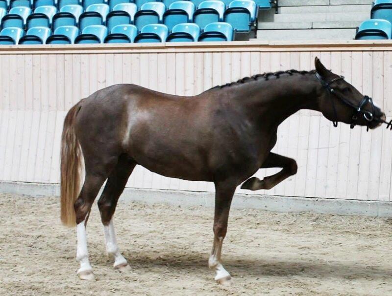 Anden særlig race Fabian billede 13