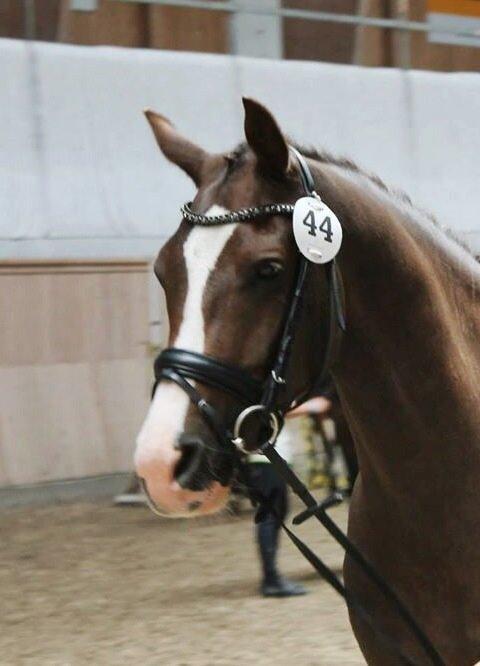 Anden særlig race Fabian billede 14