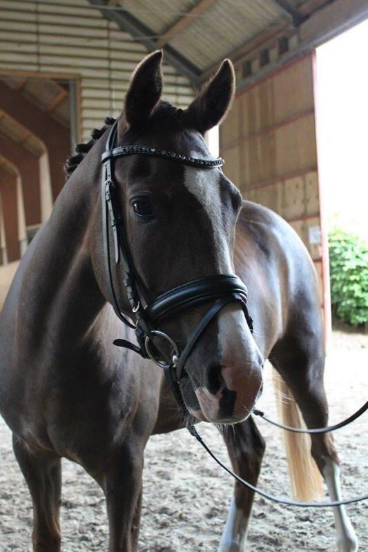 Anden særlig race Fabian billede 15