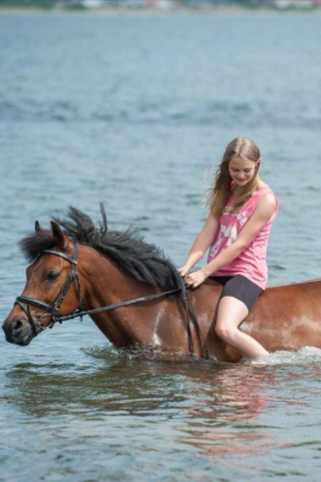New Forest Lundgaards Kahlua billede 20
