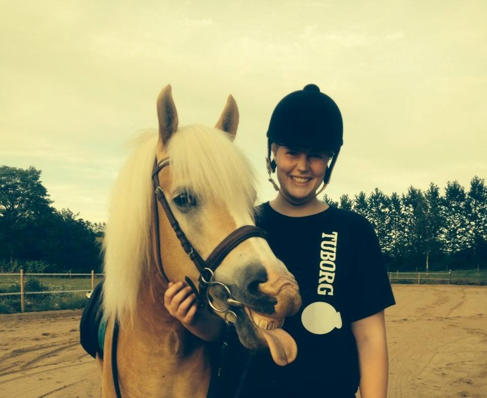Haflinger Leris billede 4