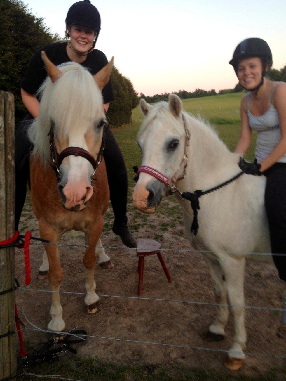 Haflinger Leris billede 7