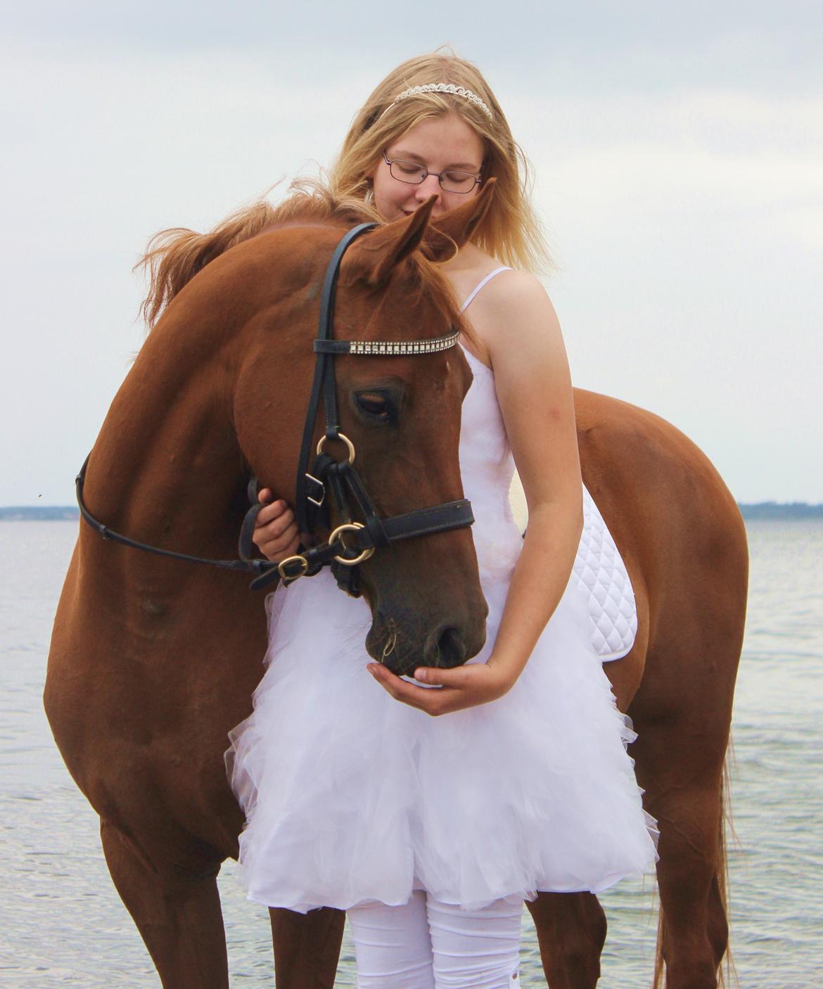 Arabisk fuldblod (OX) Lisan - Konfirmationsfotoshoot D. 17 Juli 2014 <3 Blev rigtig konfirmeret d. 5 Maj 2013, men fik først taget nogle bedre billeder nu ;) billede 31