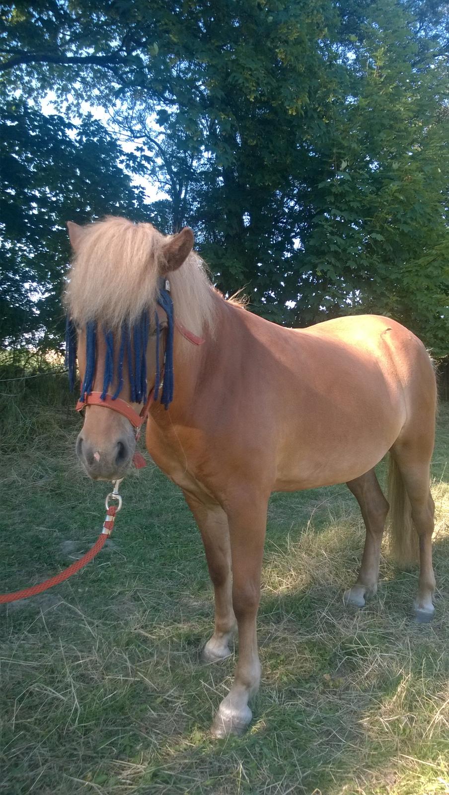 Islænder Iða fra Vindbyholt billede 3