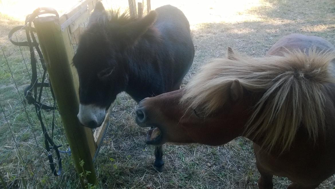 Anden særlig race Sambo (Sjampo) billede 6