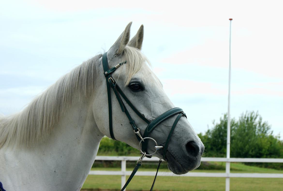 Anden særlig race Just My Luck (Lucky) - Sommer 2014 billede 6