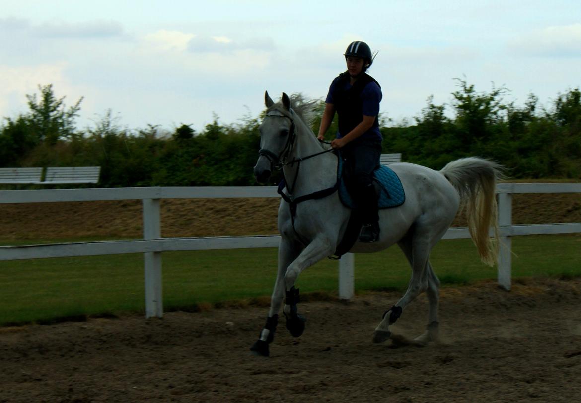 Anden særlig race Just My Luck (Lucky) - Sommer 2014 billede 23