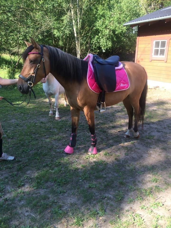 Anden særlig race Unica star billede 10