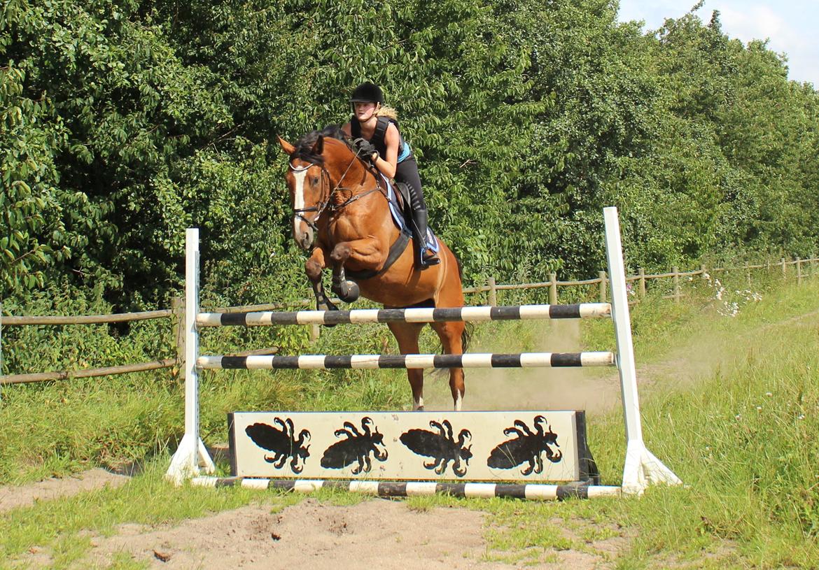Dansk Varmblod Storbank's Darling - You never know what you need until it's given to you<3 billede 19