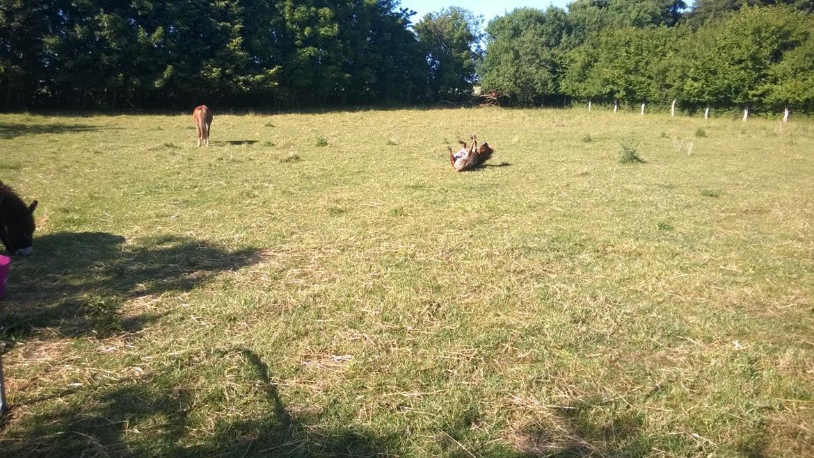 Anden særlig race Sambo (Sjampo) billede 10