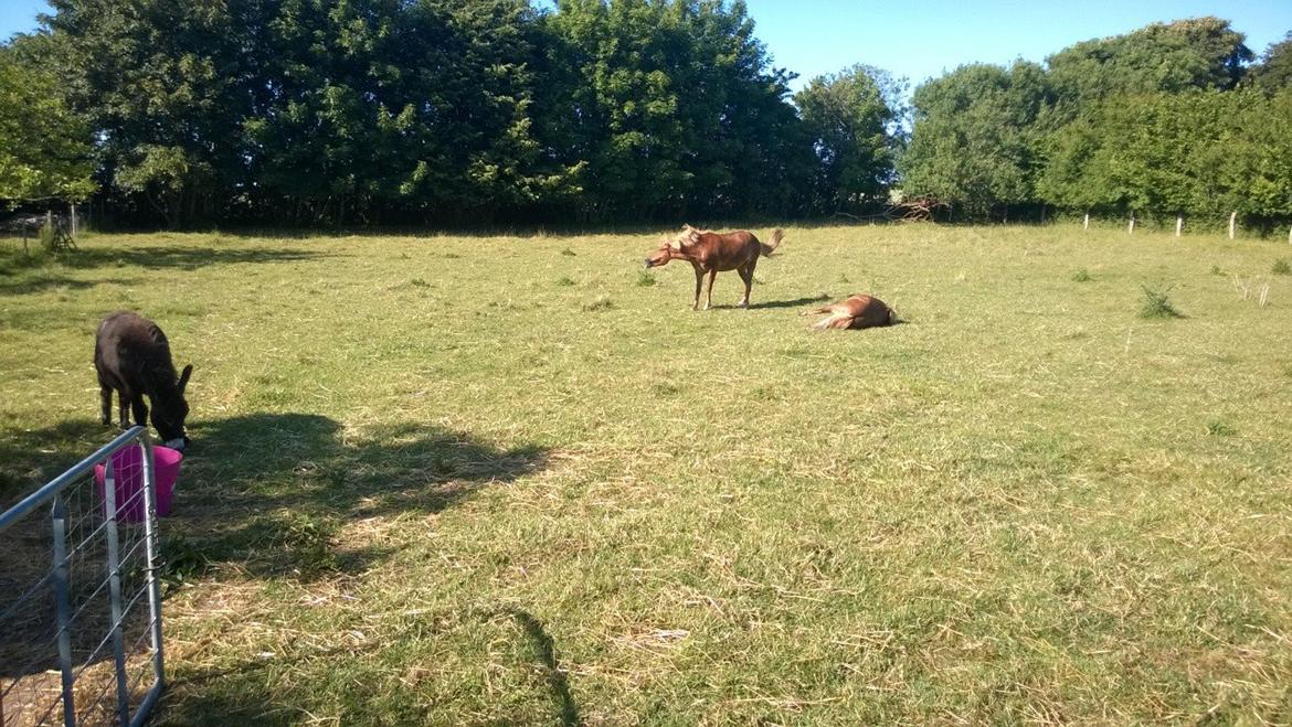 Islænder Iða fra Vindbyholt billede 18