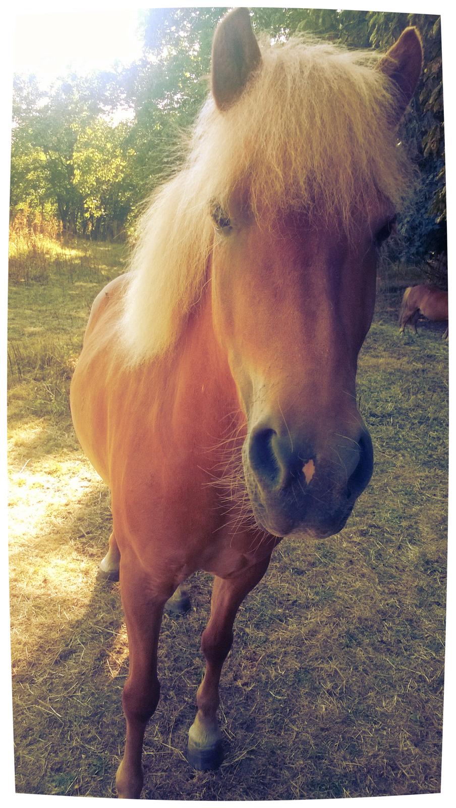 Islænder Iða fra Vindbyholt billede 1