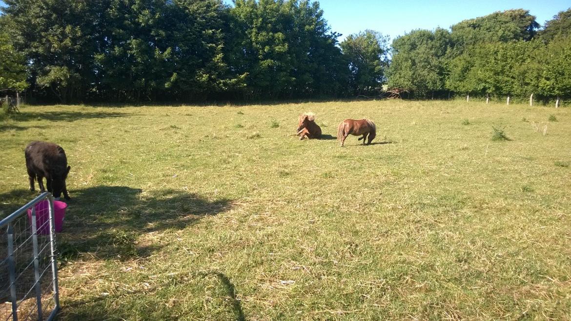 Islænder Iða fra Vindbyholt billede 17