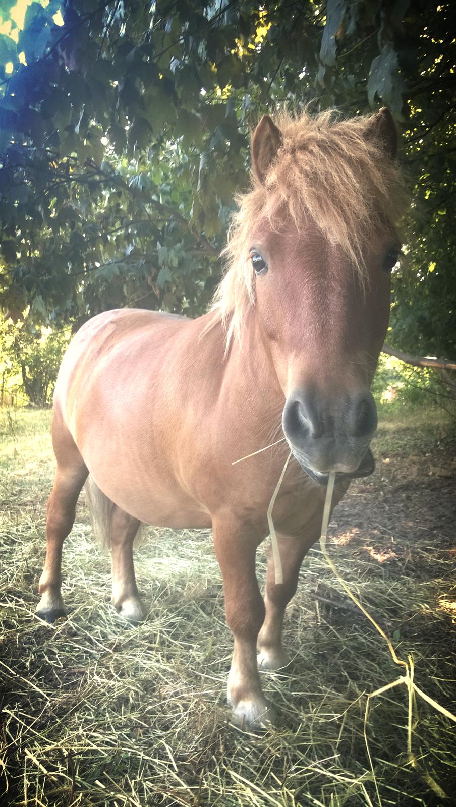 Anden særlig race Sambo (Sjampo) billede 1