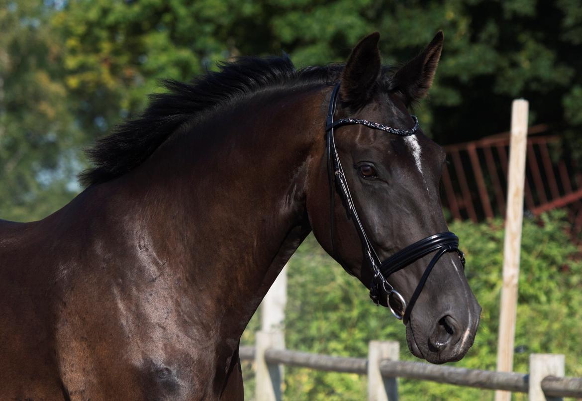 Oldenborg Safian's Con'nero billede 4