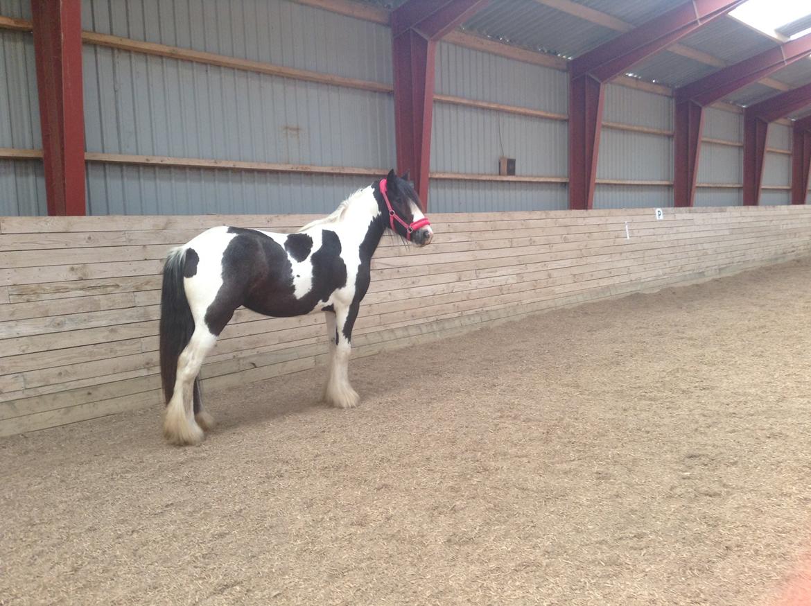 Irish Cob Daylight af sortemosegaard billede 3