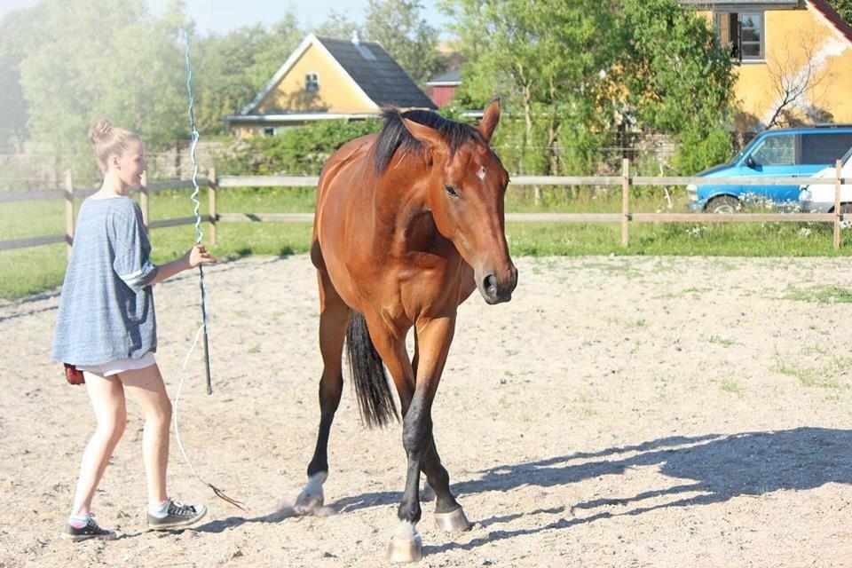 Dansk Varmblod Kanwas Frydenlund - Sideways <3 //D.21.7-14// billede 8