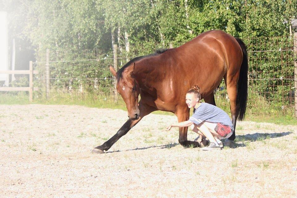 Dansk Varmblod Kanwas Frydenlund - Neje <3  //D.21.7-14// billede 13