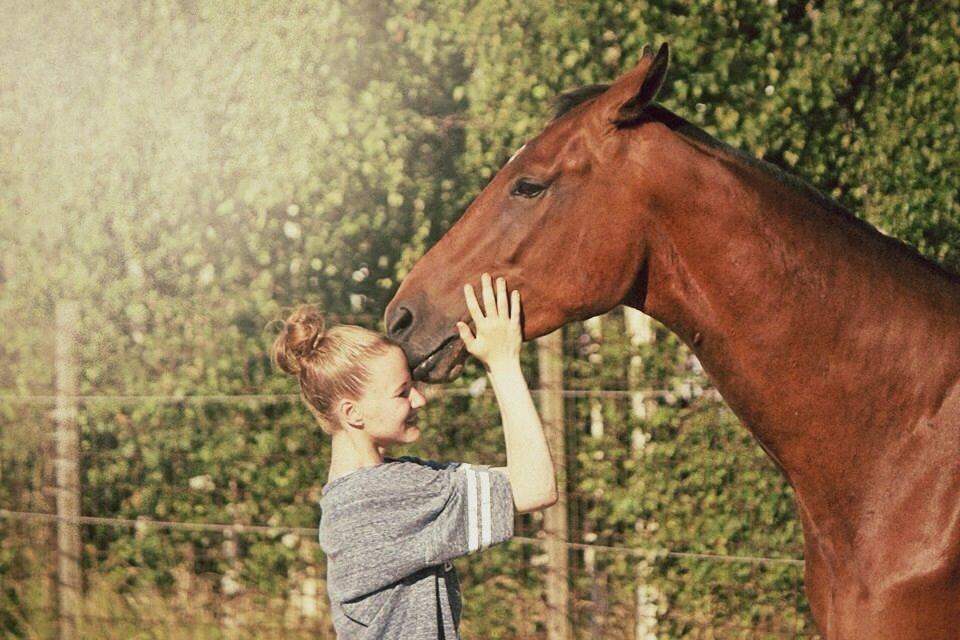 Dansk Varmblod Kanwas Frydenlund - Min Skat <3 billede 3