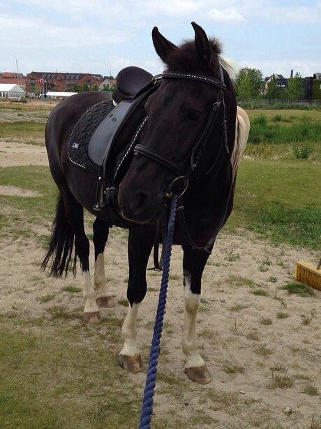 Anden særlig race Lone billede 15