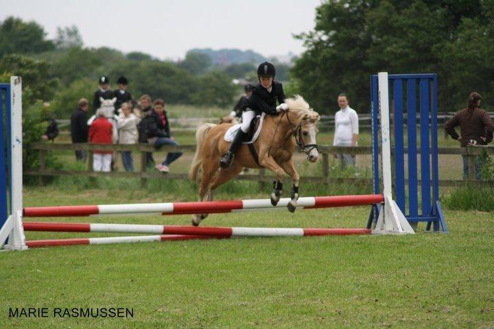 Hollandsk Sportspony Chicco - Stævne på HJRK super springende pony <3 :D billede 9