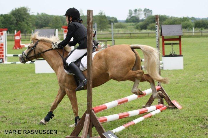 Hollandsk Sportspony Chicco - Stævne på HJRK super springende pony <3 :D billede 10