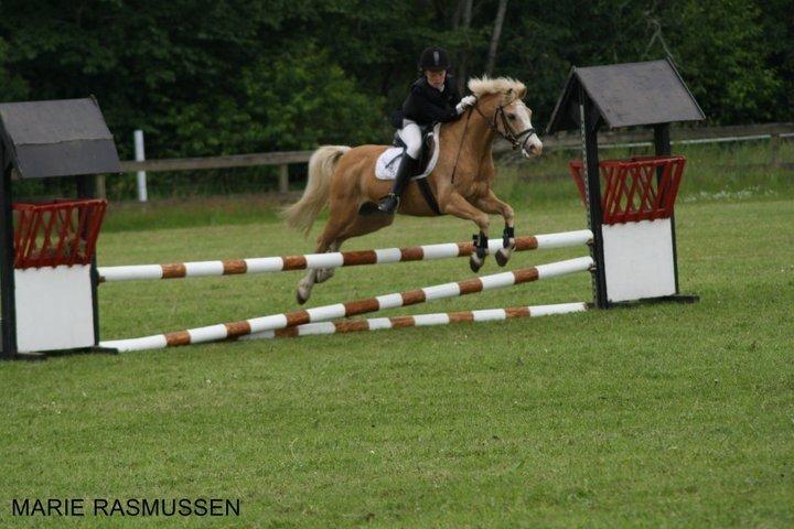 Hollandsk Sportspony Chicco - Stævne på HJRK super springende pony <3 :D billede 12