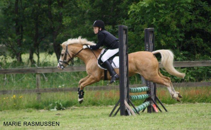 Hollandsk Sportspony Chicco - Stævne på HJRK super springende pony <3 :D billede 13