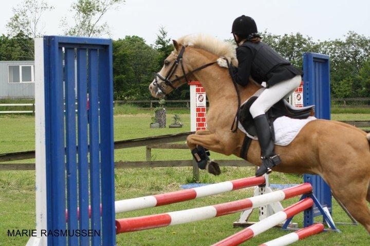 Hollandsk Sportspony Chicco - Stævne på HJRK super springende pony <3 :D billede 14