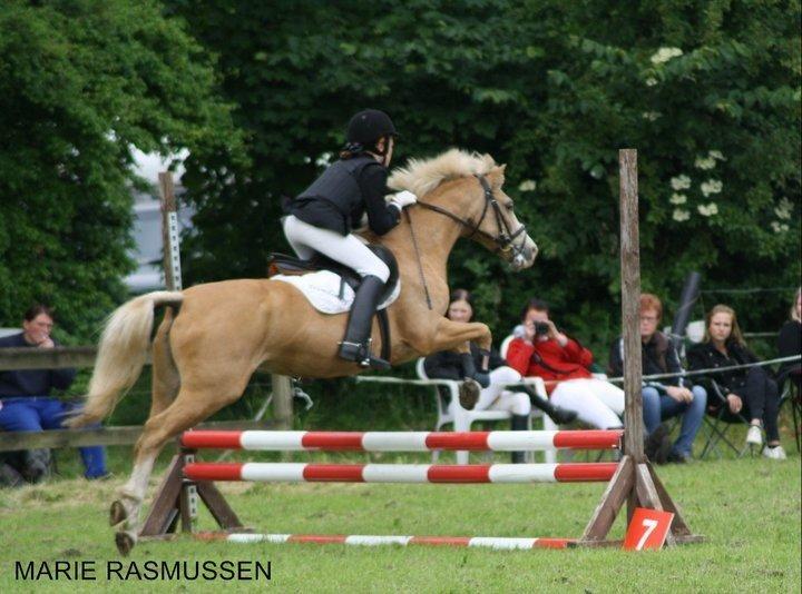 Hollandsk Sportspony Chicco - Stævne på HJRK super springende pony <3 :D billede 15