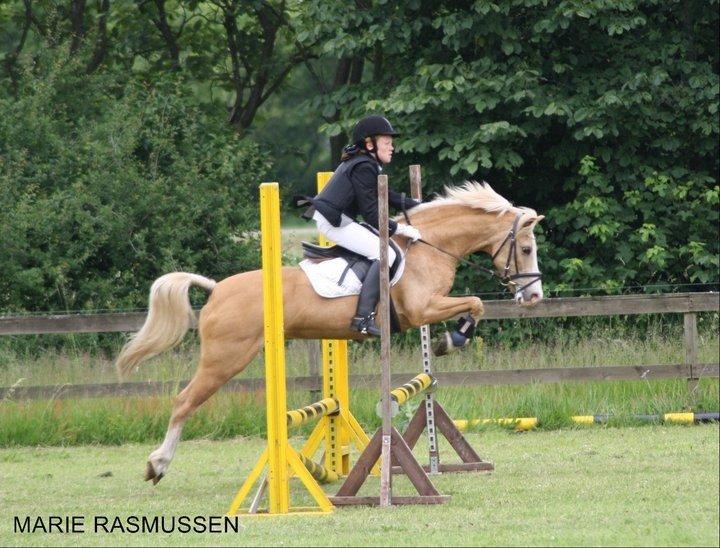 Hollandsk Sportspony Chicco - Stævne på HJRK super springende pony <3 :D billede 17