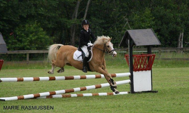 Hollandsk Sportspony Chicco - Stævne på HJRK super springende pony <3 :D billede 18