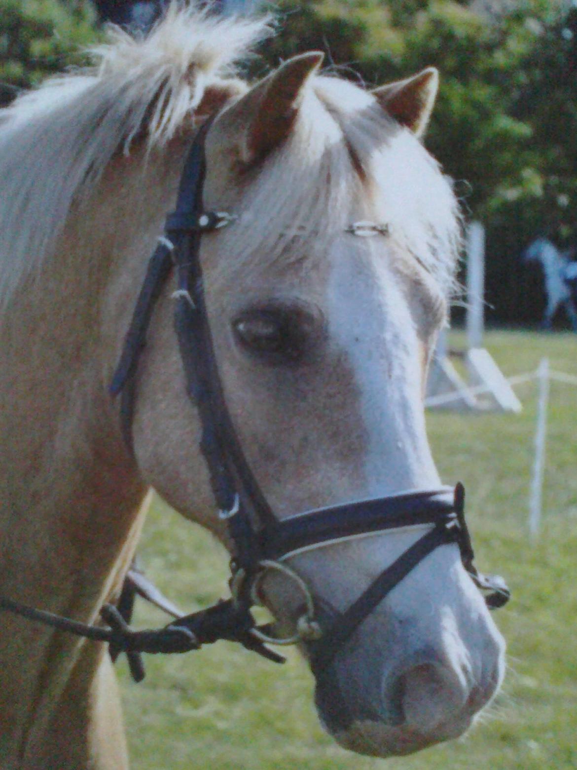 Hollandsk Sportspony Chicco - Velkommen til Chicco's profil - Pony uge 2011 billede 1