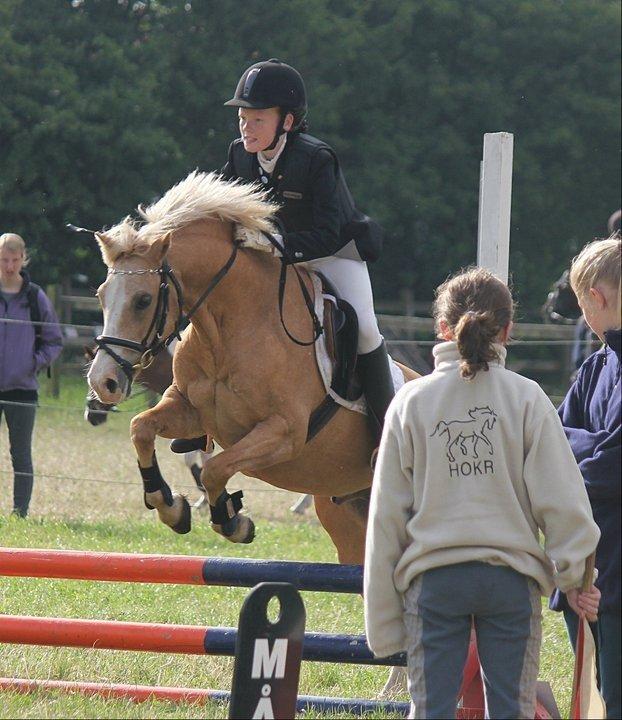 Hollandsk Sportspony Chicco - Pony uge 2011 billede 7