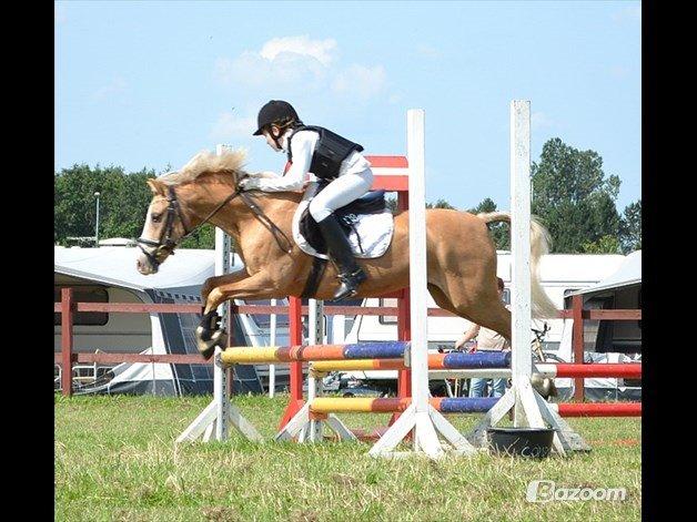 Hollandsk Sportspony Chicco - Pony uge 2011 billede 5