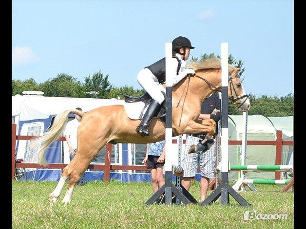 Hollandsk Sportspony Chicco - Pony uge 2011 billede 3