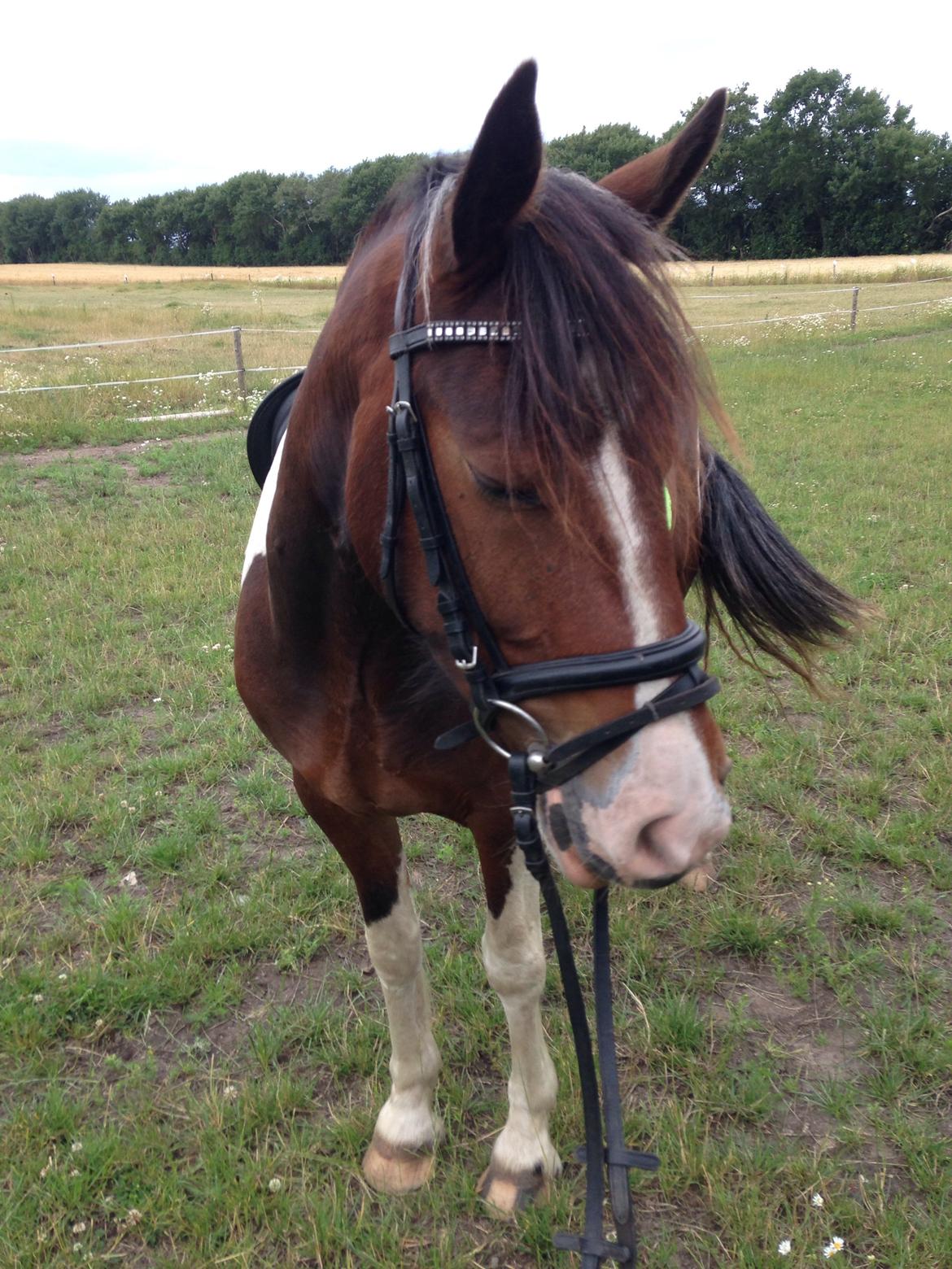 Anden særlig race Huxi  billede 2