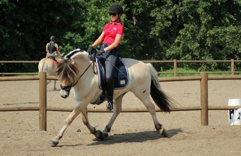 Fjordhest Nemo Hovborg billede 1