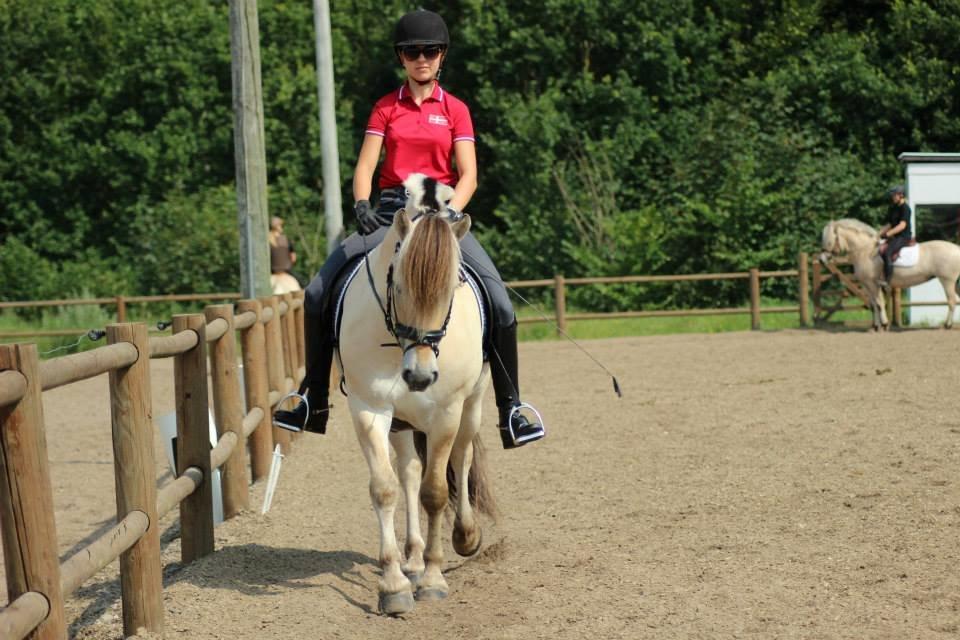 Fjordhest Nemo Hovborg billede 4