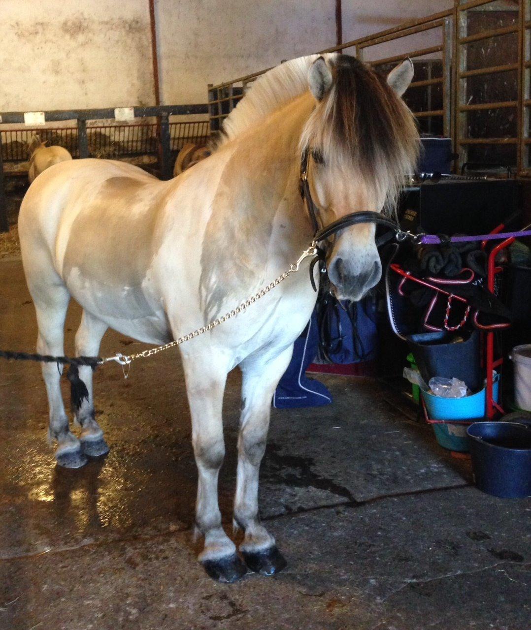 Fjordhest Nemo Hovborg billede 19