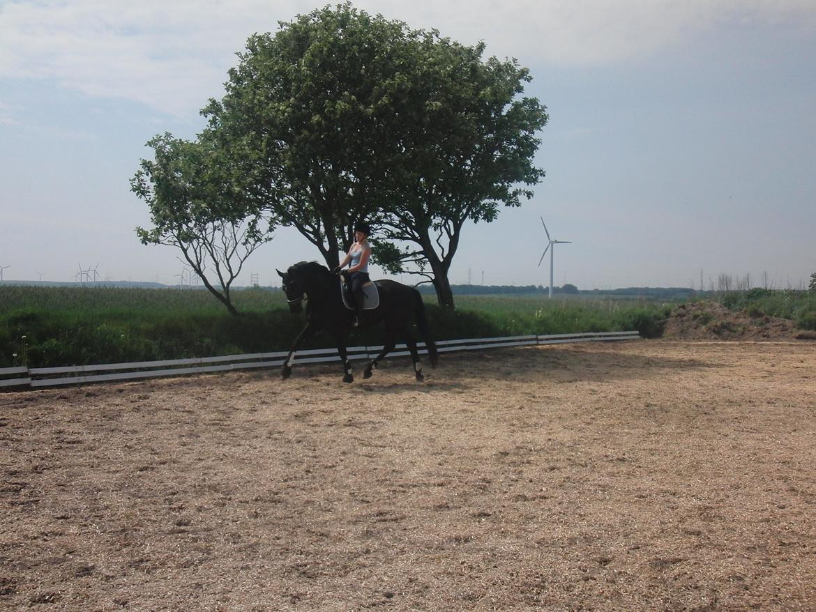 Dansk Varmblod Bøgebo's Laica billede 5