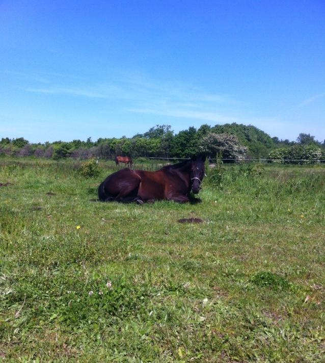 Dansk Varmblod Bøgebo's Laica billede 9