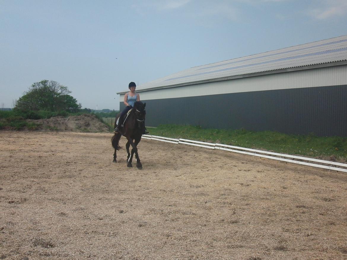 Dansk Varmblod Bøgebo's Laica billede 6