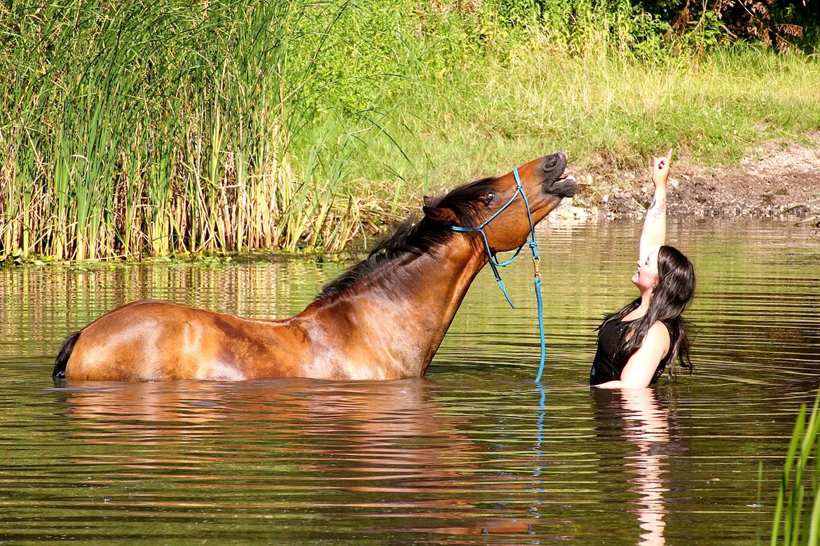 DSP Felex billede 12