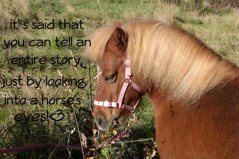 Shetlænder Tira - it's said that you could tell a entire story just by looking into a horse's eyes!! billede 9