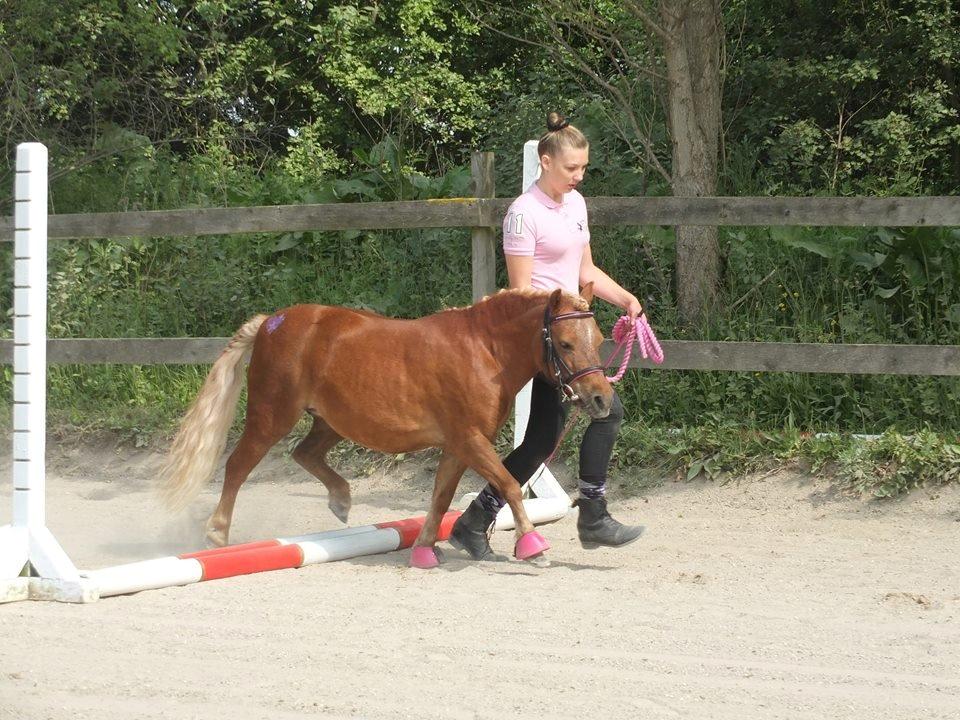 Shetlænder Tira - Min dygtige pony til stævnet!<3 billede 10