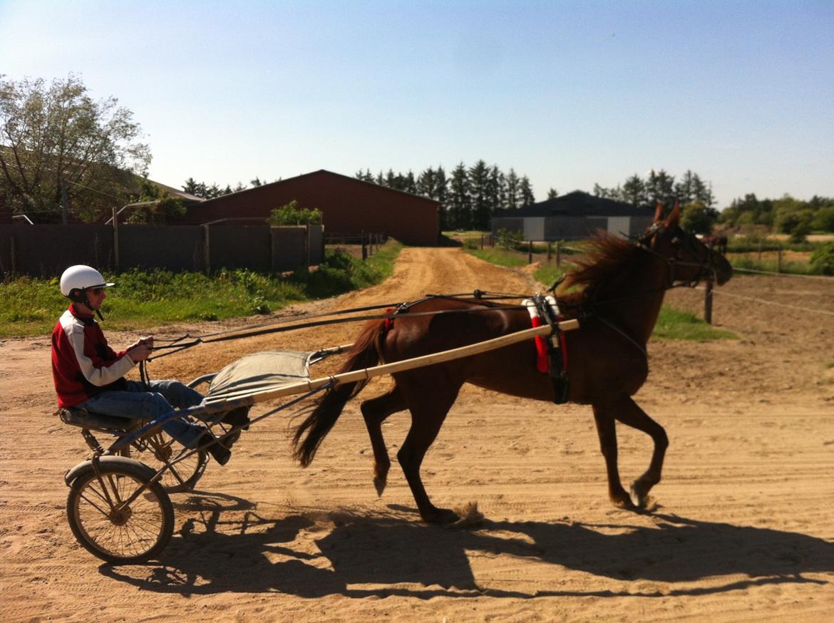 Traver pennille k billede 1