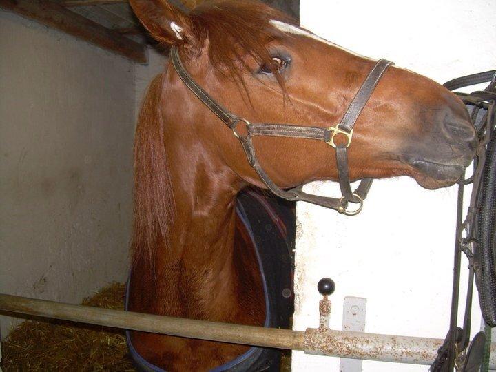 Traver pennille k billede 3