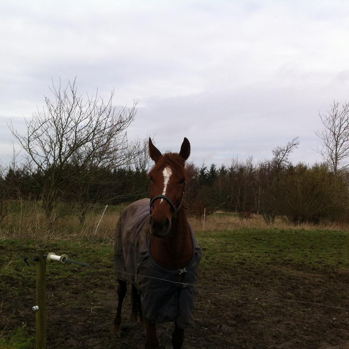 Traver pennille k billede 6