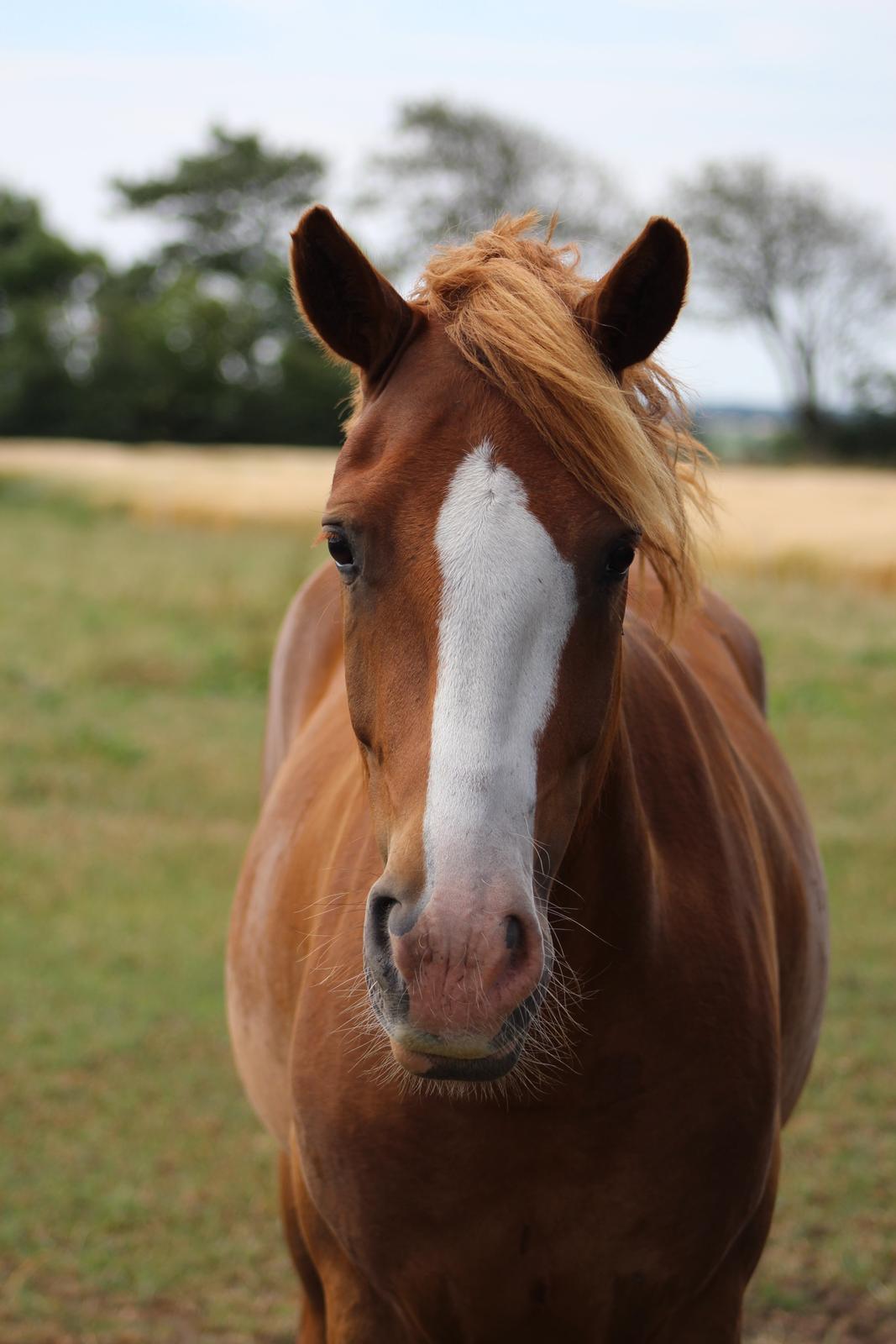 New Forest Stegstedgaards Nobel - Min baby  billede 9